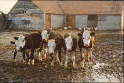 Steers at farm 1984