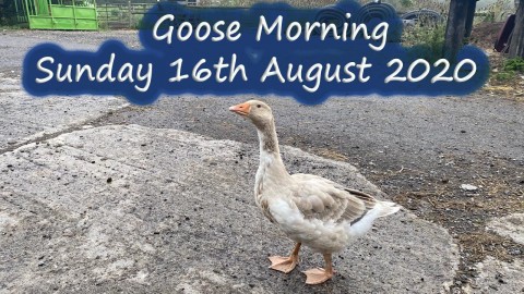 Goose morning from Benedict