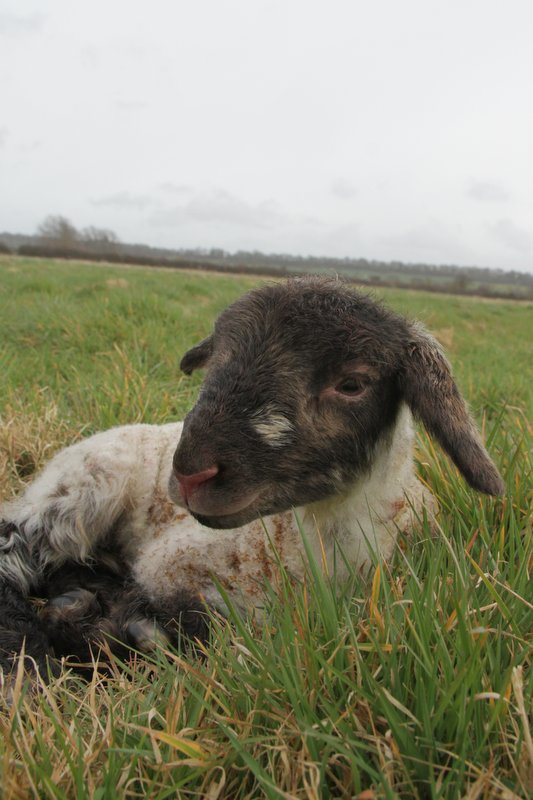 Our first lamb